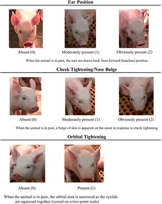 Development of a Piglet Grimace Scale to Evaluate Piglet Pain Using Facial Expressions Following Castration and Tail Docking: A Pilot Study